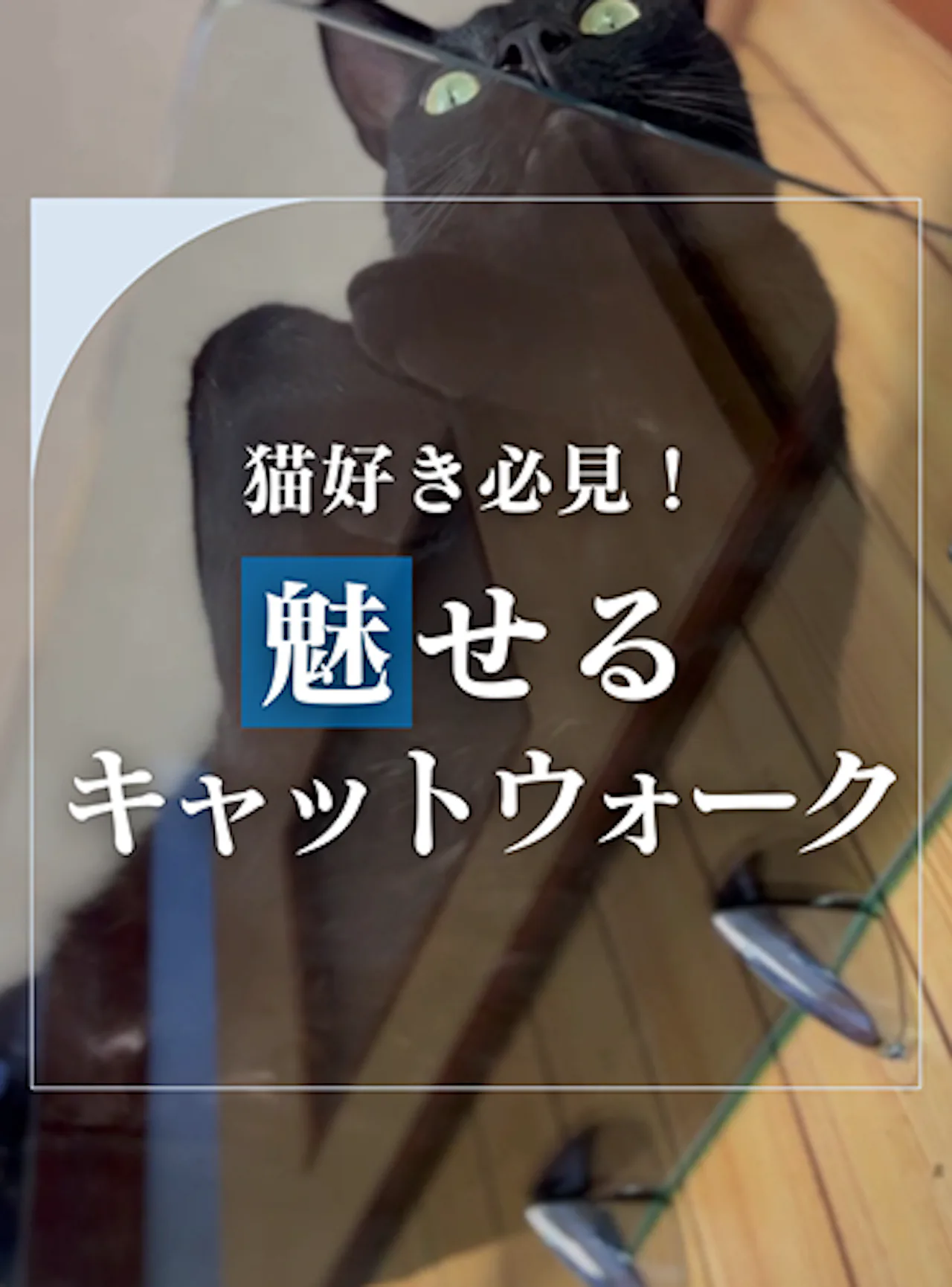 猫好き必見！透明キャットウォークが可愛すぎる【オーダーガラス板.com】